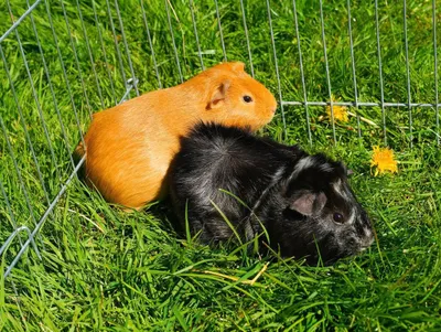 Produktbild von Meerschweinchen - 500 Teile (Puzzle)