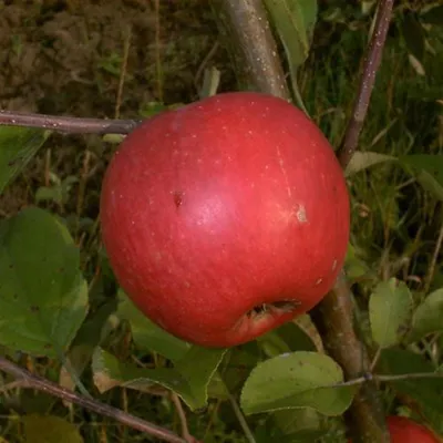 Produktbild von Obstbaum Apfelbaum Äpfel 2jährig Sommer- Herbst- Winter Apfel , Apfelbaum Varianten:Elstar Herbstapfel