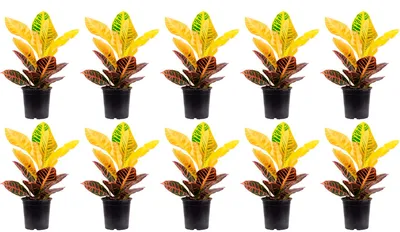 Produktbild von 10er-Set Wunderstrauch 'Petra' - Codiaeum Petra - Höhe ca. 40 cm, Topf-Ø 13 cm