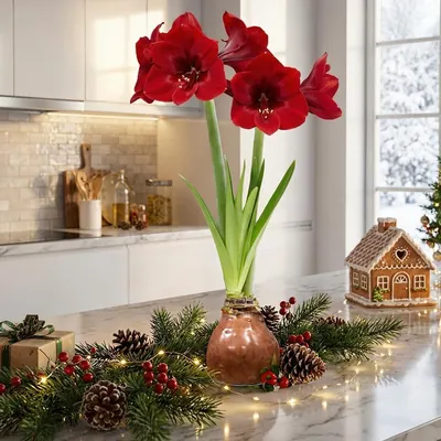 Produktbild von Amaryllis in Wachs Choco - 2 Wachsamaryllis Blumenzwiebeln - Wax Amaryllis Zwiebel in Großformat 28/30 - Exklusive Echte Pflanzen aus Holland - Hippeastrum (keine Samen, nicht künstlich)