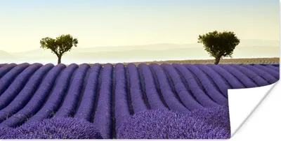 Produktbild von MuchoWow® Poster Sanfte Hügel mit Bäumen auf einem Lavendelfeld 120x60 cm - Bild