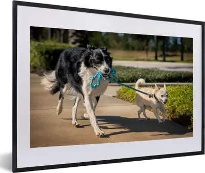 Produktbild von MuchoWow® MuchoWow® Gerahmtes Poster Hund - Seil - Park 60x40 cm - Poster mit zchwarzem Bilderrahmen - Schlafzimmer - Plakat in Rahmen - Drucken