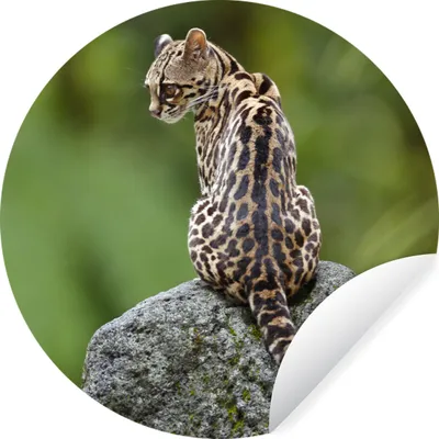 Produktbild von MuchoWow® Runde Wandtattoo - Wandsticker Tapete Aufkleber Baumkatze auf Stein Ø 30 cm Selbstklebend und Repositionierbar - Wandaufkleber - Kreis - Wandbild - Fototapete - Selbstklebend - Dekoration - Wandschmuck - Schlafzimmer