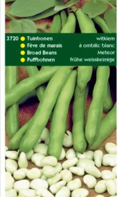 Produktbild von Puffbohnen Frühe Weisskeimige (250 g) | Puffbohnensamen von Hortitops