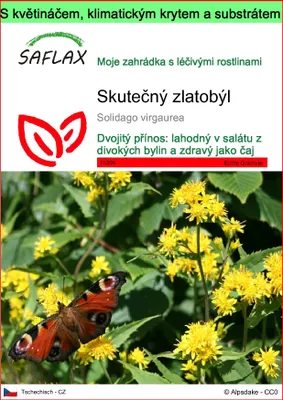 Obrázek produktu pro SAFLAX Garden to go - Skutečný zlatobýl - Solidago virgaurea - 100 Semena - S květináčem, klimatickou poklicí a pěstebním substrátem