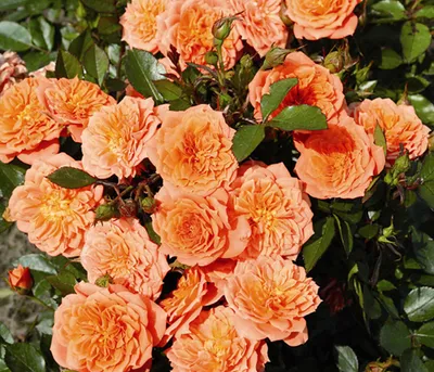 Produktbild von Dehner Rose Zwergrose Ninetta®, Züchter Tantau, sternförmige orange-farbene Blüten, 15-30 cm, Topfware