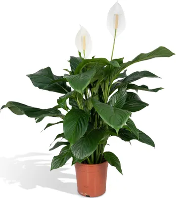 Image de Meergroothandel Spathiphyllum - 80 c, ø19 cm