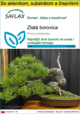 Obrázok produktu pre SAFLAX Kultivačný set - zlatá borovica - Pinus ponderosa - 20 Semená - S mini skleníkom, pestovateľským substrátom a 2 črepníkmi