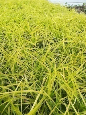 Image de 6 x Carex osh. 'Everillo®' - Laîche du Japon Everillo - Pot 9 x 9 cm