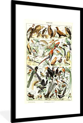 Produktbild von MuchoWow® Gerahmtes Poster Vogel - Tiere - Natur 60x90 cm - Poster mit Schwarzem Bilderrahmen Wandposter Rahmen Foto Bilder - Dekoration - Wandposter Wohnzimmer - Hochwertig