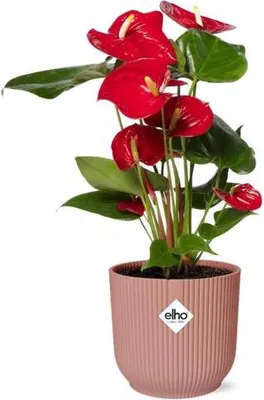 Image de Fleur de flamant rose Anthurium rouge, 12cm, plante d'intérieur, pot décoratif
