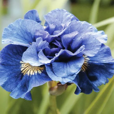 Image de Iris sibérien double Concord Crush 1 pièce Iris plants Iris Iris