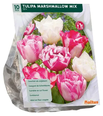 Produktbild von Tulipa Marshmellow Mix 10 Stück Blumenzwiebeln Baltus