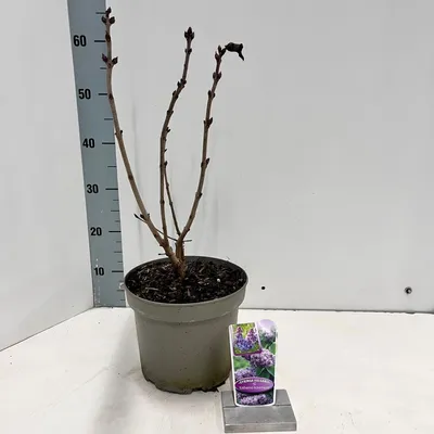 Obrázek produktu pro Syringa vulgaris 'Katherine Havemeyer' – šeřík obecný | 50–60 cm v květináči