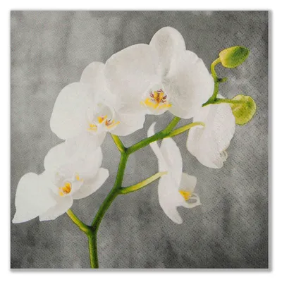 Auf dem Bild ist eine elegante weiße Orchidee mit zarten Blüten und grünen Knospen vor einem grauen Hintergrund zu sehen
