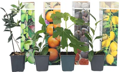 Produktbild von Mediterranen Obstbäumen - 8 Stk - Höhe 25-40cm - ⌀9cm