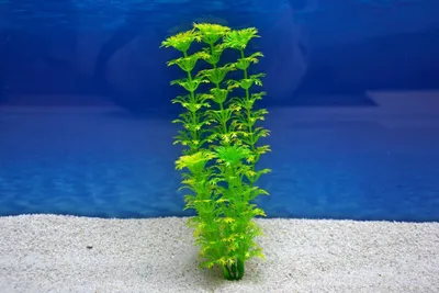 Produktbild von Amtra Cabomba M 20cm – Künstliche Pflanze für Aquarien-Dekoration