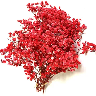 Produktbild von Trockenblumen Schleierkraut Rot 5 Stiele