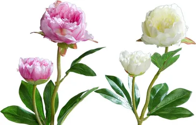 Immagine prodotto di Peonie con 2 fiori fiori artificiali peonie piante artificiali 1 pz 60 cm 2 colori, 5_colore:crema