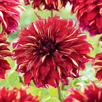 Immagine prodotto di Dalia Bohemian Spartacus 1 pz. Dalia a piatto, tuberi da piantare, grandi