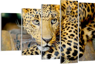 Produktbild von Bild auf Leinwand - Leinwandbild - Tiere gefährlich wilde katze - 150x100cm - Wand Bild - Wanddeko - Leinwanddruck - Bilder - Kunstdruck - Wanddekoration - Leinwand bilder - Wandkunst - EG150x100-2702