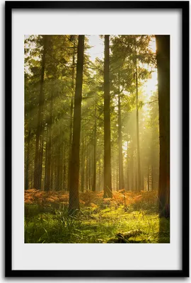 Produktbild von Bild - Bilderrahmen - 40 cm x 60 cm - MDF - Rahmen - Wandkunst - Ein schöner Wald