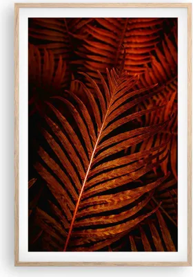 Produktbild von Gerahmtes Poster - Rahmen in heller Eiche - Rot Blätter Palmen - 61x91,5 cm - Wand Bild - Wanddeko - Wandbilder - Kunstposter - Wandposter - Bilderrahmen - Bilder - Kunstdruck - P2NPA61x91-4816