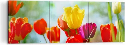 Produktbild von Bild auf Leinwand - Leinwandbild - Tulpe Blume Plantage Wiese - 120x40cm - Wand Bild - Wanddeko - Leinwanddruck - Bilder - Kunstdruck - Wanddekoration - Leinwand bilder - Wandkunst - CA120x40-2566