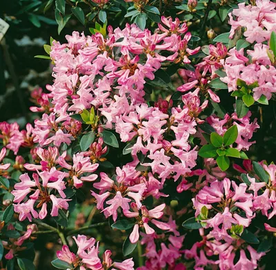 Produktbild von Rhododendron minus, immergrün, 30–40 cm