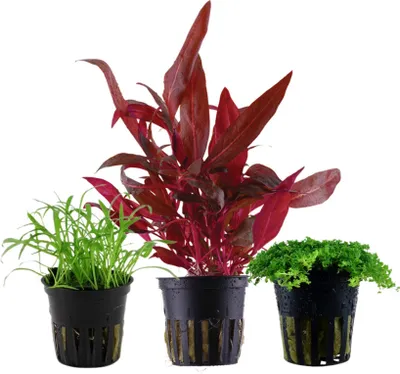 Produktbild von Pflanzen Set mit 3 Vordergrund Topf Aquarium Wasserpflanzen AquaOne Nr.126