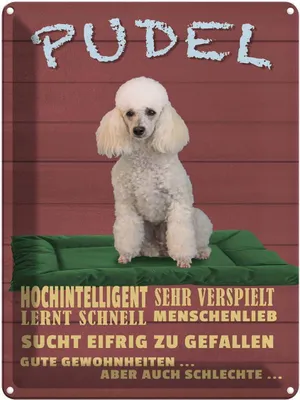 Produktbild von vianmo Blechschild 40x30 cm Pudel hochintelligent lieb Hund