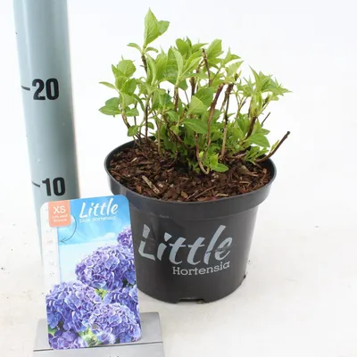 Obrázek produktu pro Hydrangea macr. 'Little Blue' ® (Little XS) – hortenzie | 15–20 cm v květináči