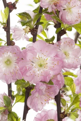 Produktbild von Prunus triloba, Mandelbäumchen, rosa Blüten, 40–60 cm