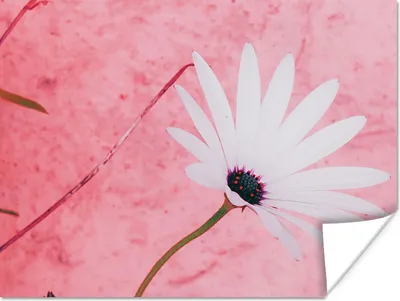 Produktbild von MuchoWow® Poster Blumen - Rosa - Vintage 160x120 cm - Foto Plakat