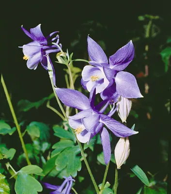 Produktbild von Aquilegia alpina, Alpen-Akelei, blau, ca. 9x9 cm Topf
