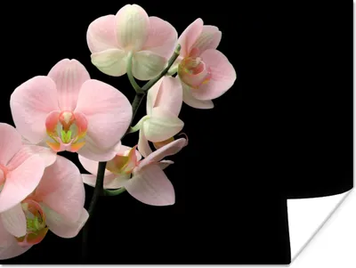 Produktbild von MuchoWow® Poster Orchidee - Blumen - Rosa - Stilleben - Flora 120x90 cm - Wandbild