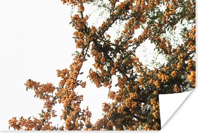 Produktbild von MuchoWow® Poster Blumen - Äste - Natur 60x40 cm - Schlafzimmerdekoration