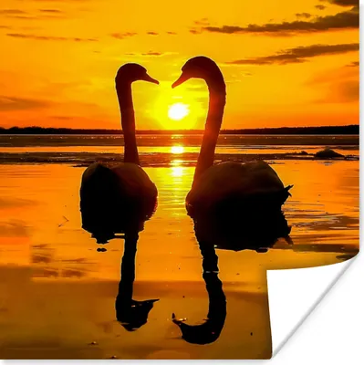Produktbild von MuchoWow® Poster Schwäne - Sonnenuntergang - Vogel - Orange - Wasser 50x50 cm - Wohnzimmerdekoration