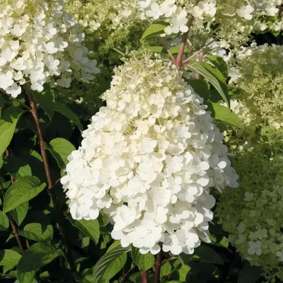 Produktbild von Rispenhortensie FloraSelf Hydrangea paniculata 'Bobo'® H 50-60 cm Co 6 L