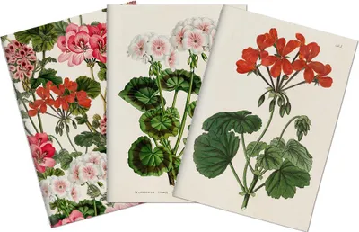 Obrázek produktu pro Sada tří notýsků Geranium