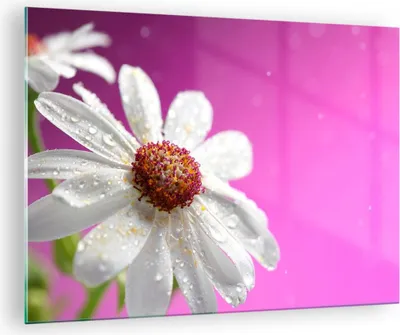 Produktbild von Bilder auf glas - Blume frühling garten - 70x50cm - Glasbilder - Wandbilder - Kunstdruck - zum Aufhängen bereit - Wanddekoration aus Glas - Glas Bilder - Wandbild auf Glas - Einteilig - GAA70x50-2469