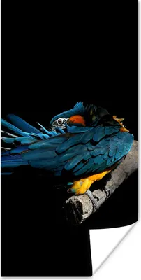 Produktbild von MuchoWow® Poster Vogel - Federn - Zweig - Schwarz 20x40 cm - Plakat - Foto