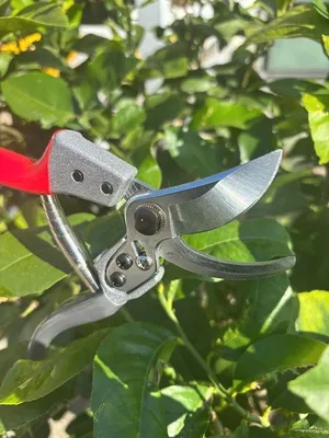 Produktbild von Gartenschere Profi mit scharfer Klinge - für Zweige, Blumen und Früchte
