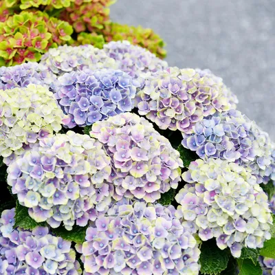 Produktbild von Green boutiQ - Balkonpflanze - Hortensie - Hydrangea Magical Jewel Blue - Blau - 6-10 Blumen - Topf 23cm Höhe 55cm