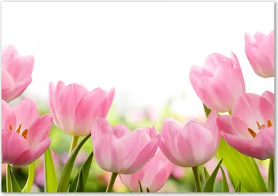 Produktbild von Tulup® Glas-Bild - 100 x 70 - Wandbild aus Glas - Wandkunst - Wandbild hinter gehärtetem Sicherheitsglas - Blumen & Pflanzen - Rosa Tulpen - Rosa