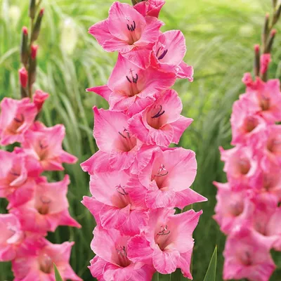 Obrázok produktu pre Gladiolus Veľkokvetý Gladiolus Julio 5 ks cibule gladiolus