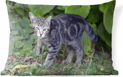 Produktbild von MuchoWow® Outdoor Kissen - Katze - Haustier - Garten - Mädchen - Kinder - Kinder - Kind - 50x30 cm - Wetterfest - Lounge Kissen - Sofa kissen - Wohnzimmer Dekoration
