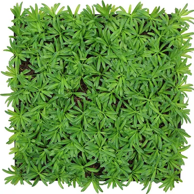 Imagen del producto de Paneles acústicos modulares JANGAL, diseño 3D, 520 x 520 mm, con motivos de plantas artificiales "Podocarpus Tea Tree", fabricados con fibras naturales