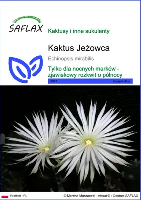 Zdjęcie produktu dla SAFLAX - Kaktus Jeżowca - 40 Nasiona - Echinopsis mirabilis