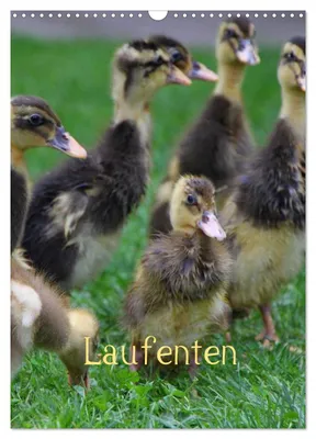Produktbild von Laufenten (Wandkalender 2027 DIN A3 hoch), CALVENDO Monatskalender
